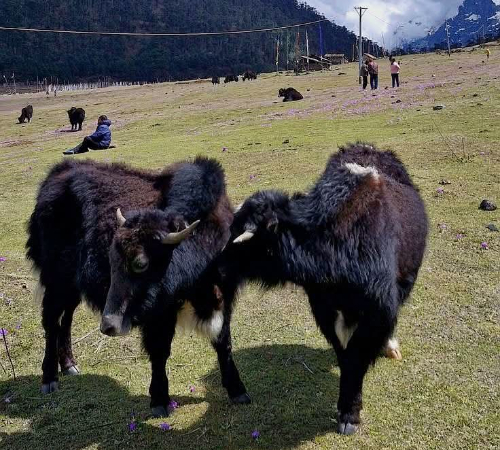 Delightful Lachung Tour