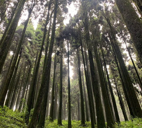 Mesmarizing Darjeeling With Gangtok